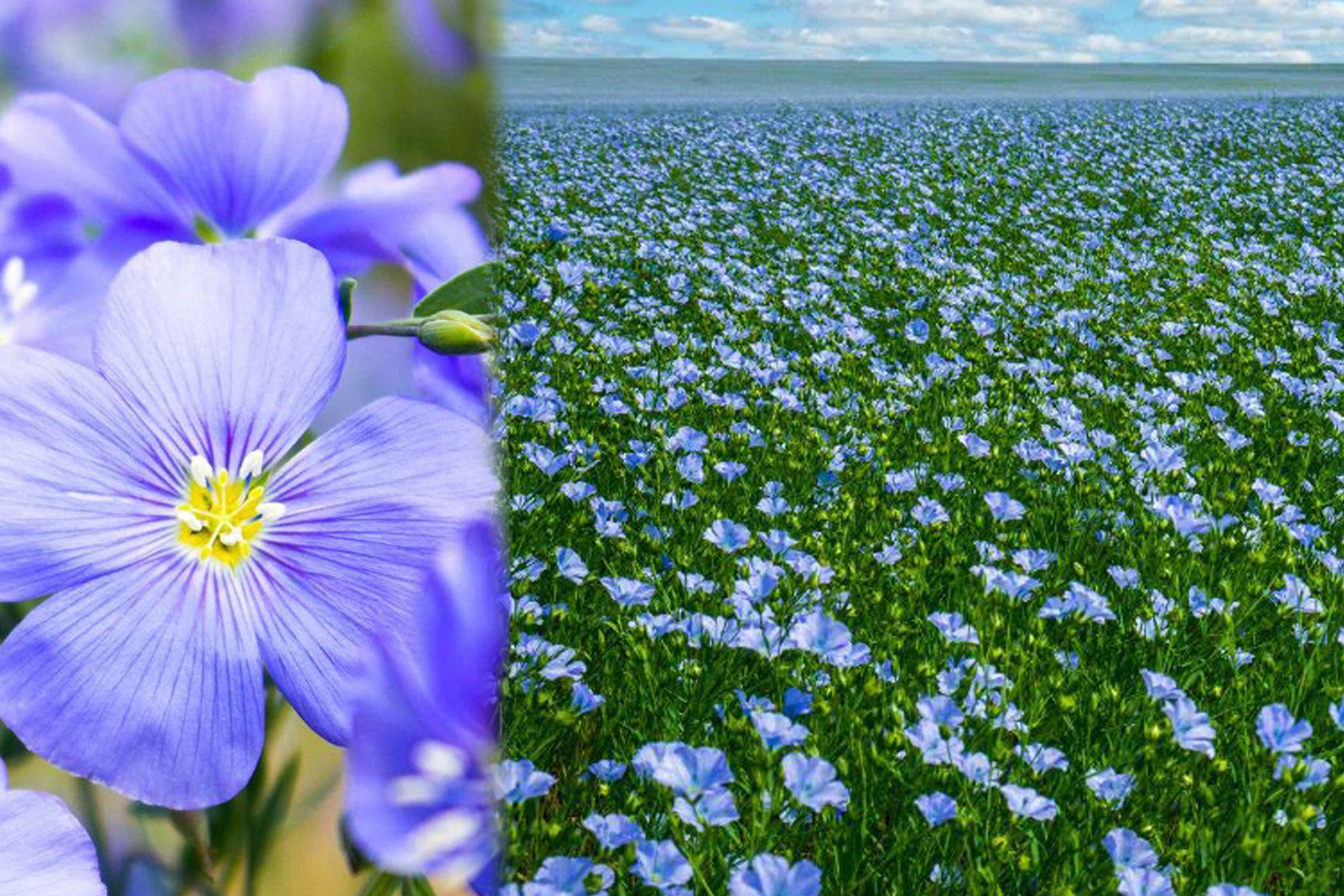 flor de lino en el campo de Normandía