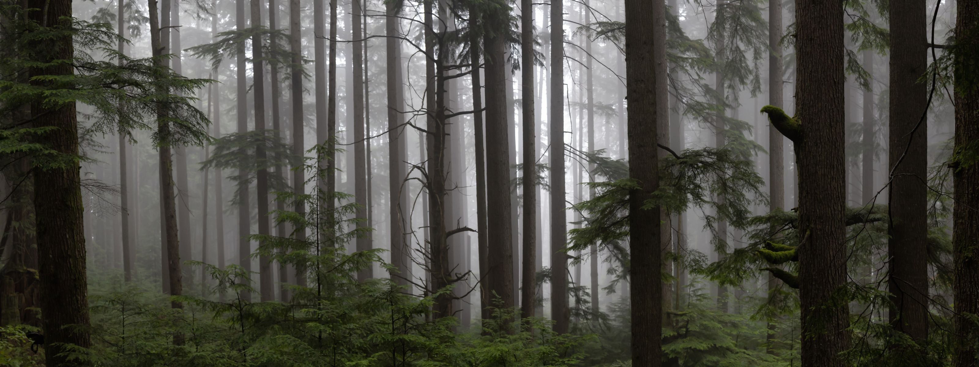 bosque frondoso con árboles grandes